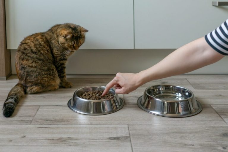 Comment faire de la nourriture pour chats ?