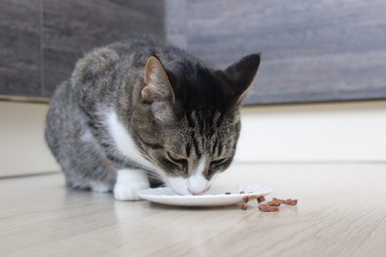Quelle quantité de nourriture humide donner à un chat ?