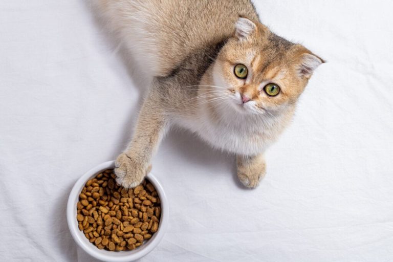 Quelle quantité de nourriture sèche donner à un chat ?